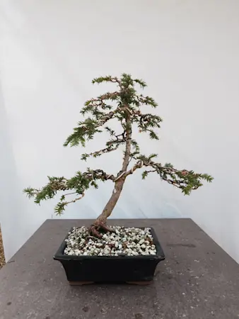 Taxus Baccata