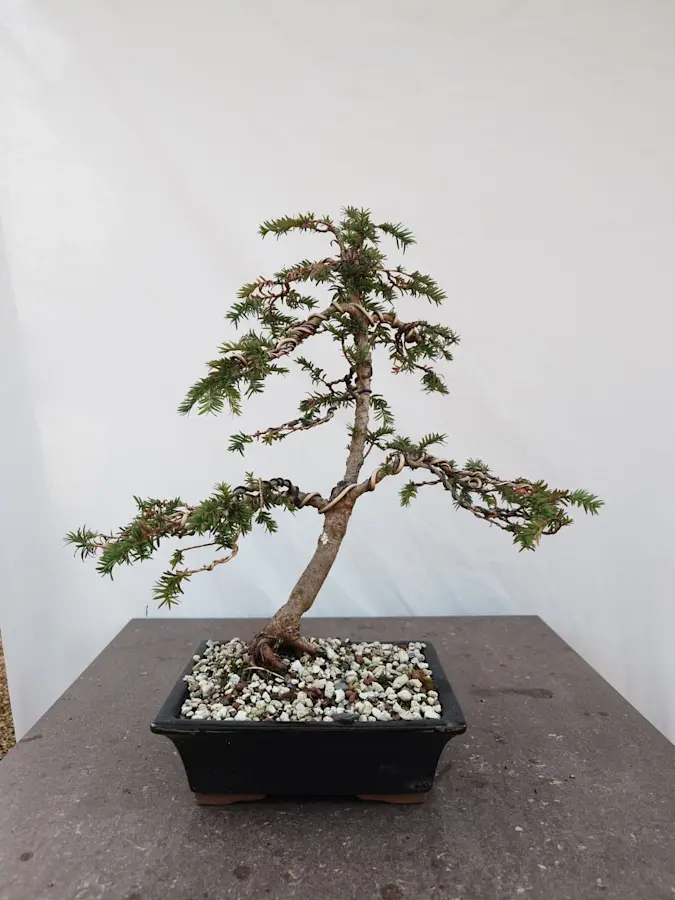 Taxus Baccata