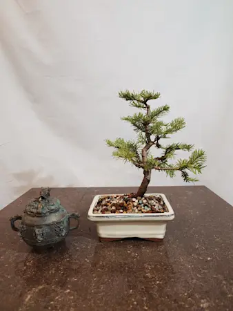 Abies Nordmanniana