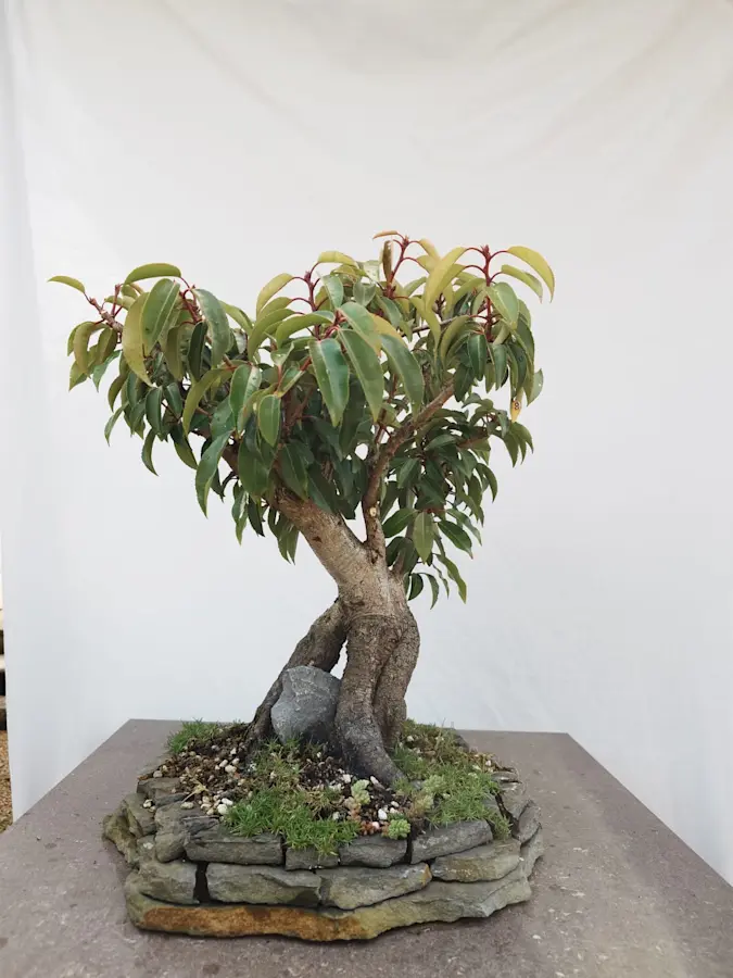 Prunus Lusitanica