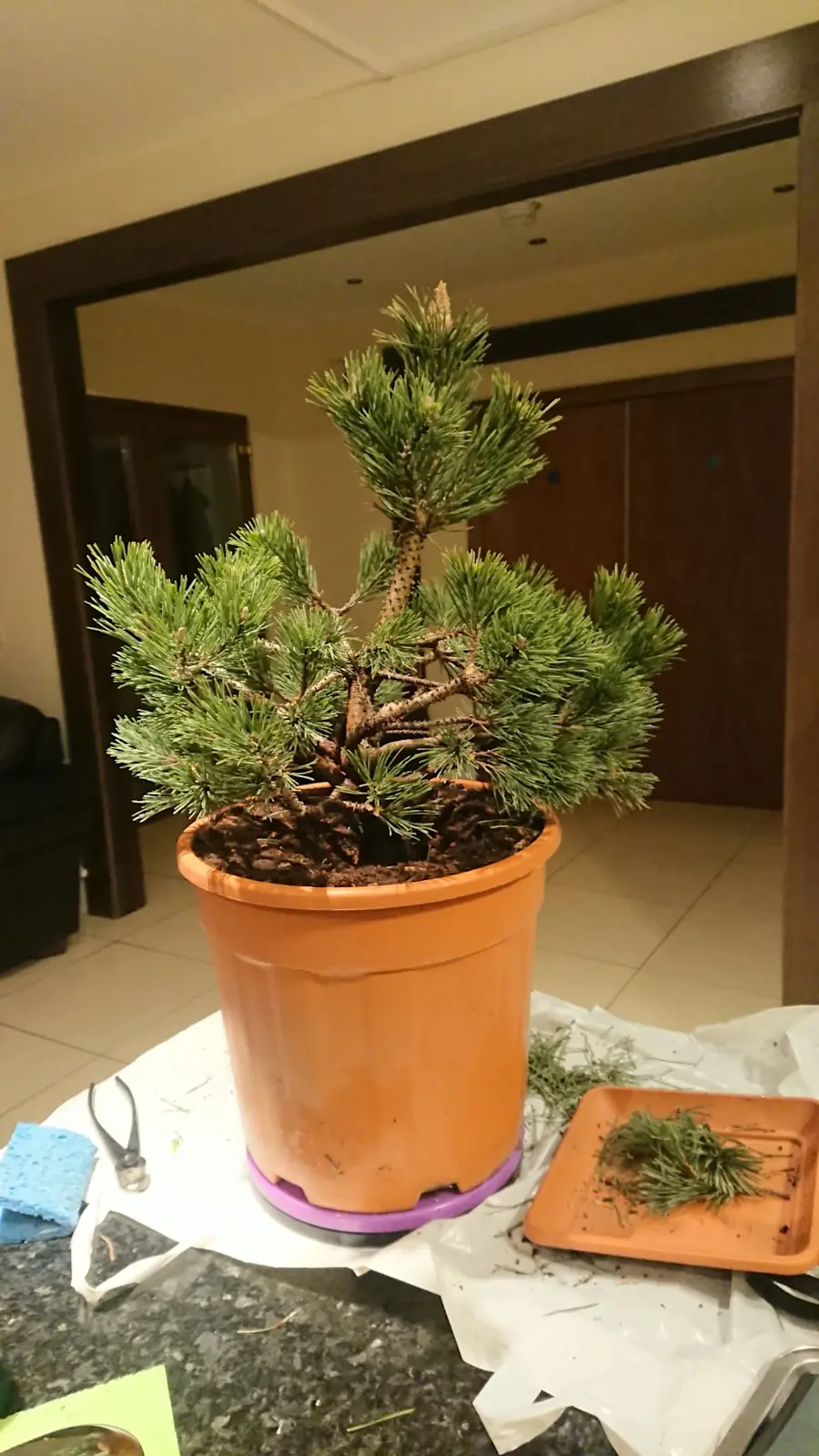 Pine mugo. start of work 2022 in autumn, pruning branches, repotting in bonsai pot, handmade pot from Ukraine, after wiring and shaping branches! after a year, removing wire and further work with needles