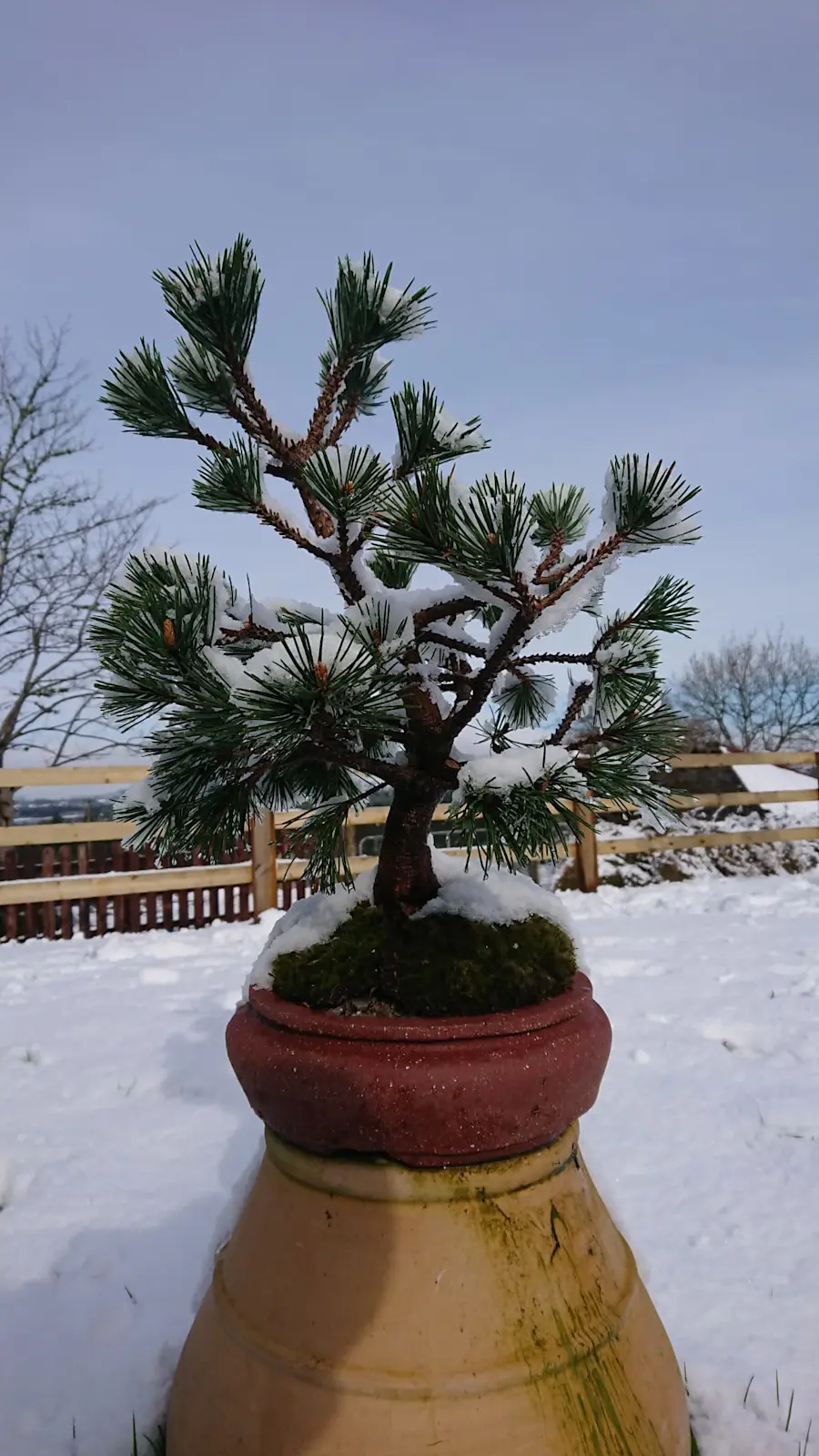 Pine mugo. start of work 2022 in autumn, pruning branches, repotting in bonsai pot, handmade pot from Ukraine, after wiring and shaping branches! after a year, removing wire and further work with needles