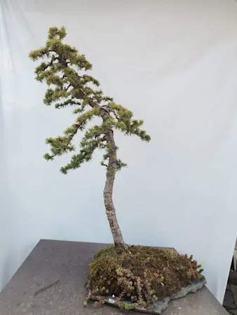 Cedrus