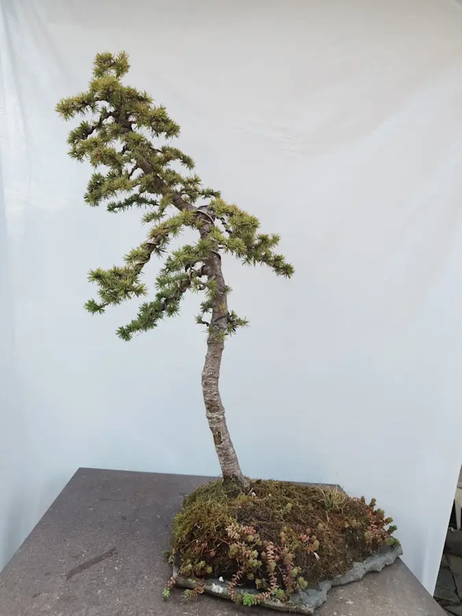 Cedrus