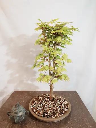 Acer