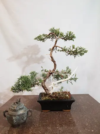 Juniper Media Pfitzeriana Aurea