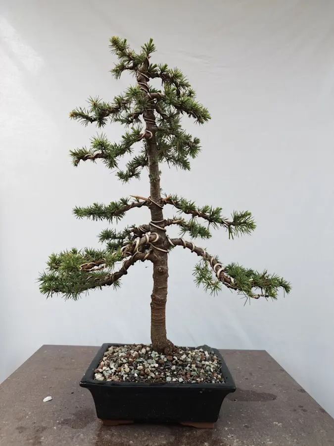 Cedrus