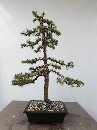 Cedrus