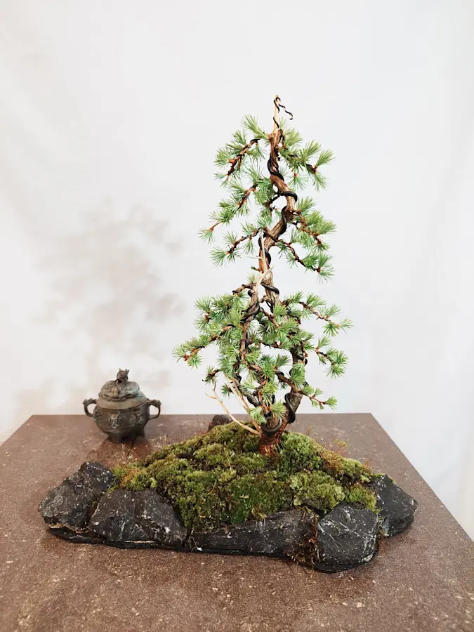 Larix on a stone