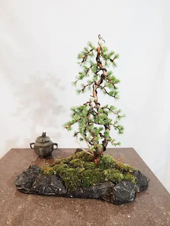 Larix on a stone