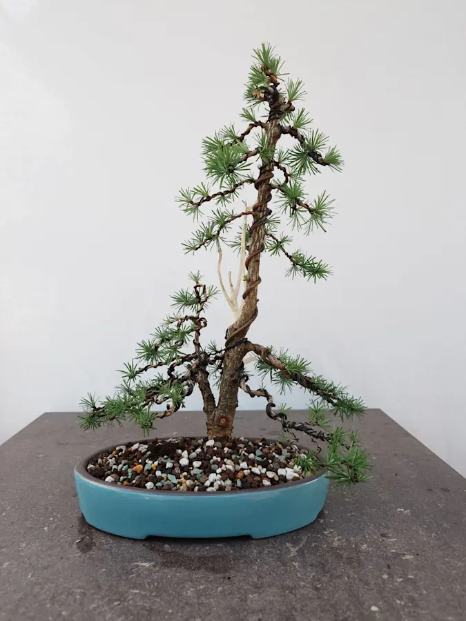 Larix