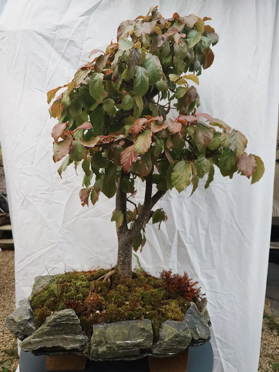 Parrotia Persia on a stone . age 25 e.o