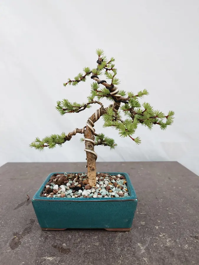 Larix