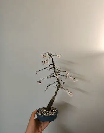 Prunus Shirotae