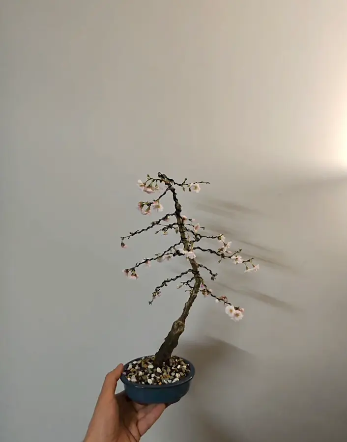 Prunus Shirotae