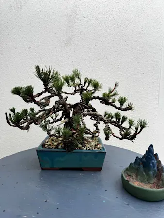 Pinus Mugo