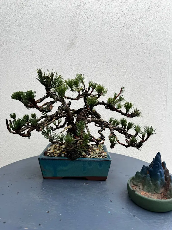 Pinus Mugo