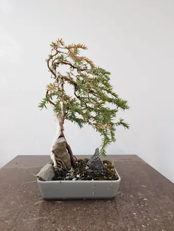 Taxus Baccata
