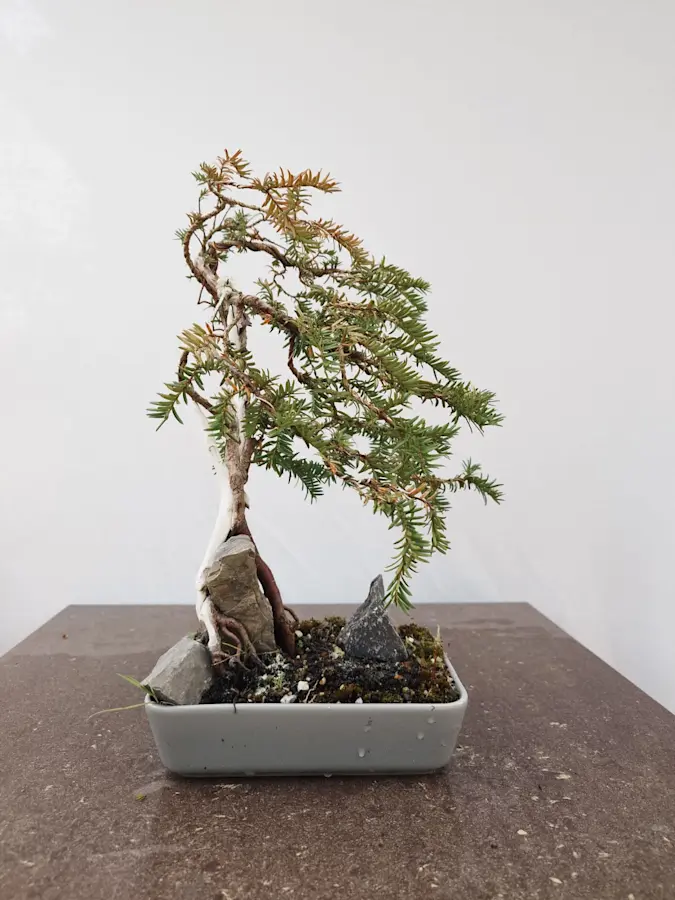 Taxus Baccata