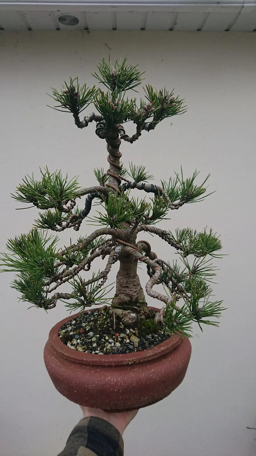 Pine mugo. start of work 2022 in autumn, pruning branches, repotting in bonsai pot, handmade pot from Ukraine, after wiring and shaping branches! after a year, removing wire and further work with needles
