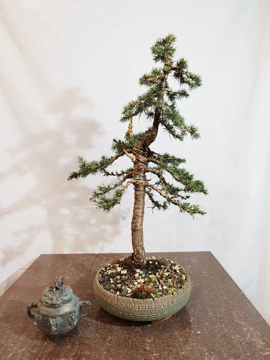 Cedrus