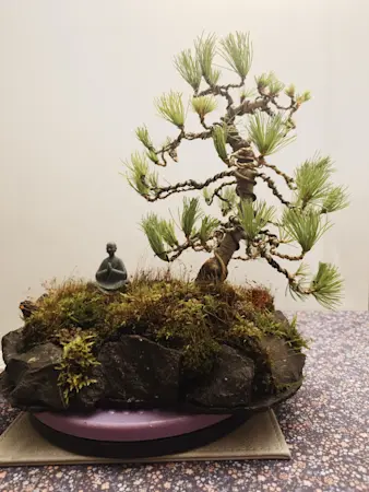 Japanes Pine Negishi