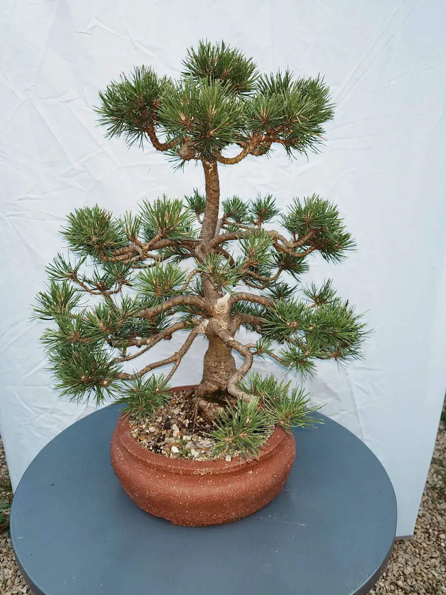 Pine mugo. start of work 2022 in autumn, pruning branches, repotting in bonsai pot, handmade pot from Ukraine, after wiring and shaping branches! after a year, removing wire and further work with needles
