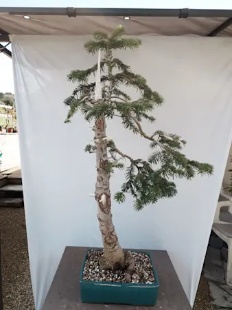 Abies Nordmanniana