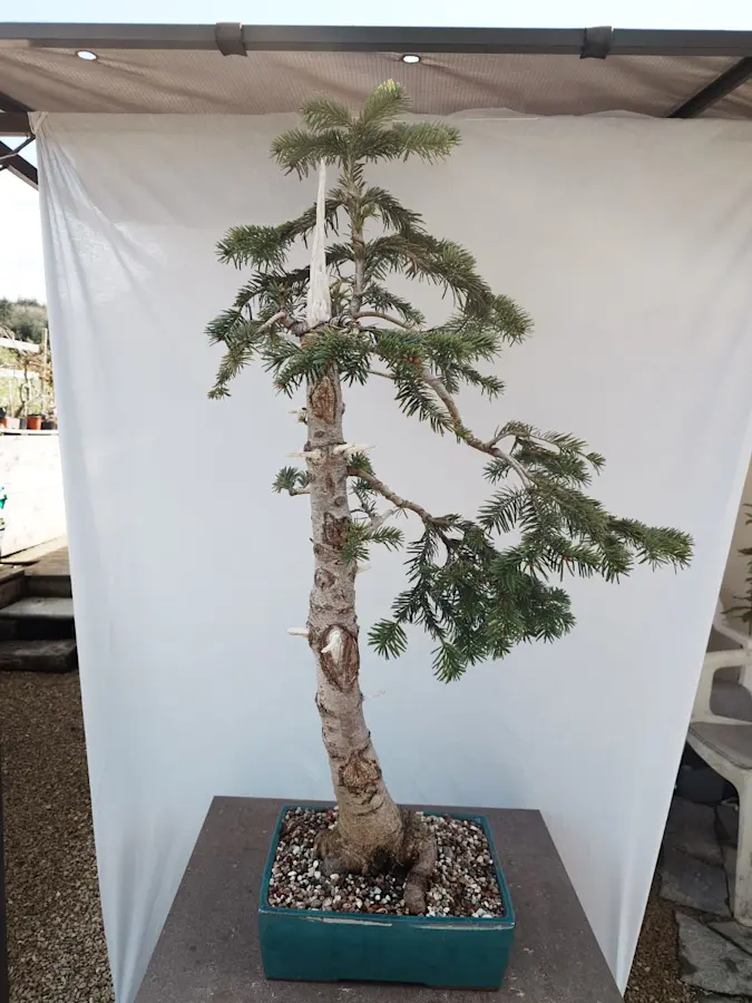 Abies Nordmanniana