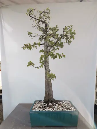 Hornbeam