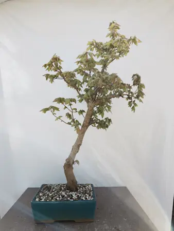 Acer Campestre