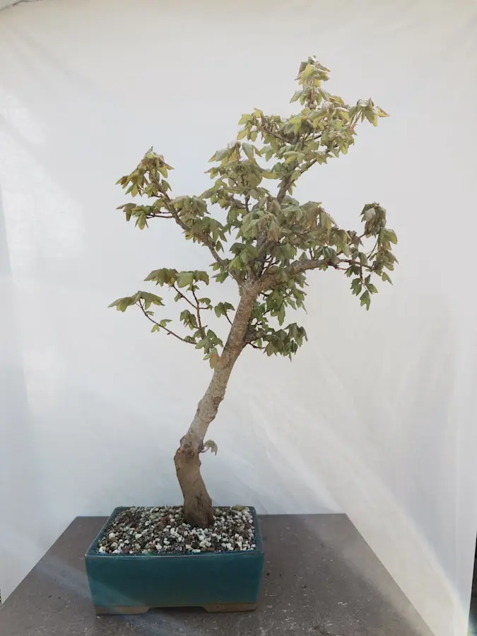 Acer Campestre