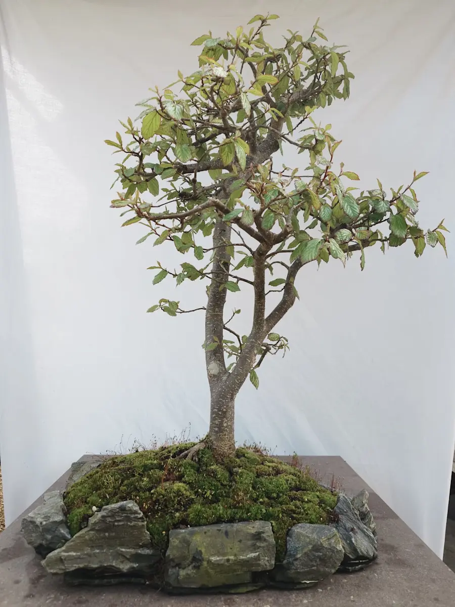 Parrotia Persia on a stone . age 25 e.o