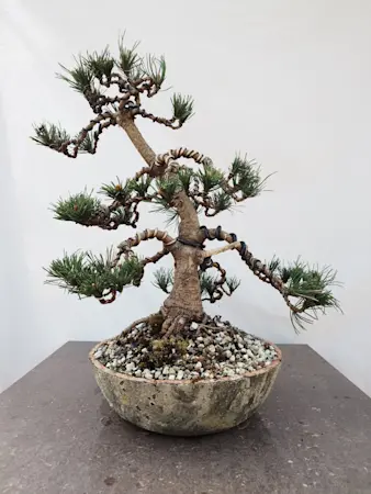 Mugo pine