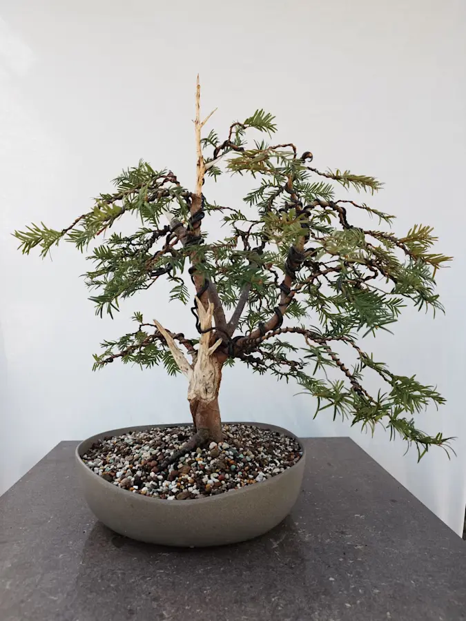 Taxus Baccata