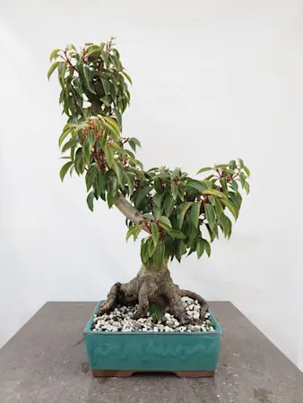 Prunus Lusitanica