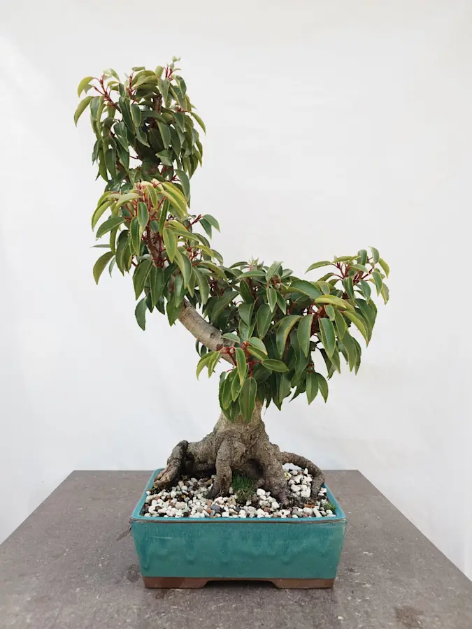 Prunus Lusitanica