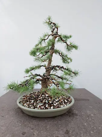 Larix