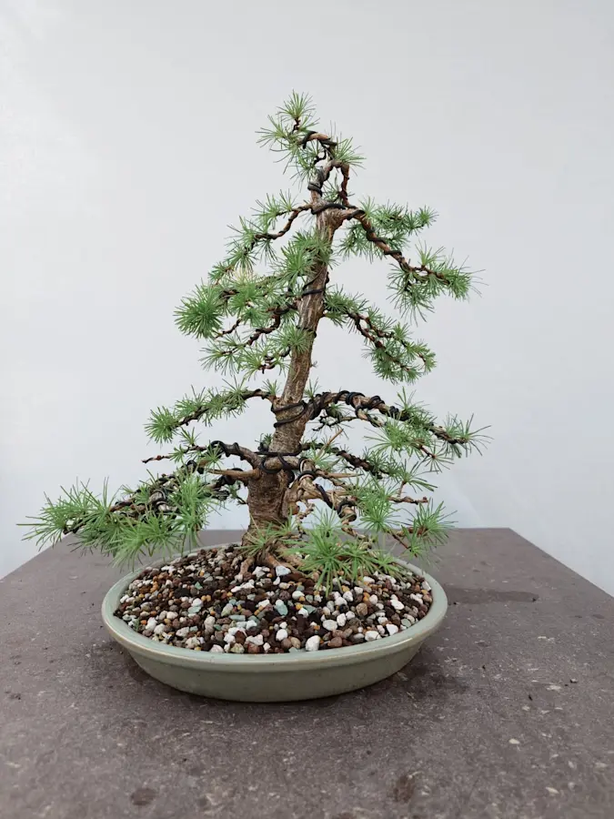 Larix
