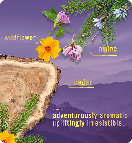 AIR Mountain wildflower, alpine, cedar. Adventurously aromatic upliftingly irresistible. 