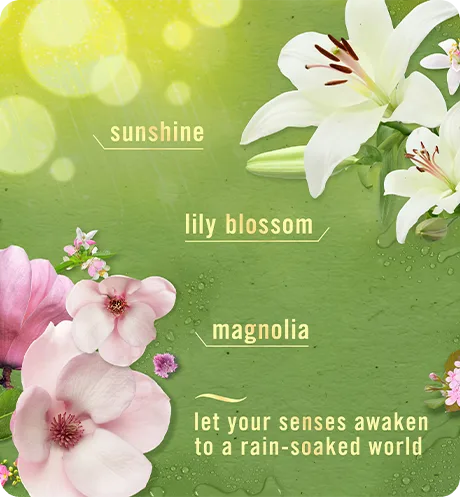 Let your senses awaken to a rain-soaked world. Sunshine, lily blossom, magnolia.