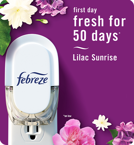 Plug Lilac Sunrise first day fresh for 50 days.