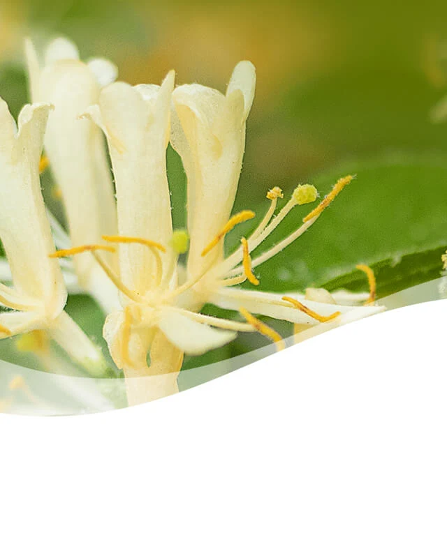 SP PDP Header Spring-Honeysuckle