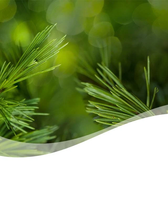 USen SP HDR PINE BG IMG 01