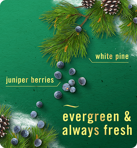 White Pine & Juniper Berry evergreen & always fresh. White pine, juniper berries.