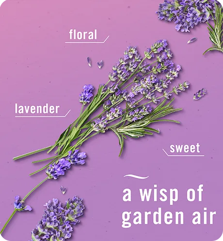 A wisp of garden air, floral, lavender, sweet.