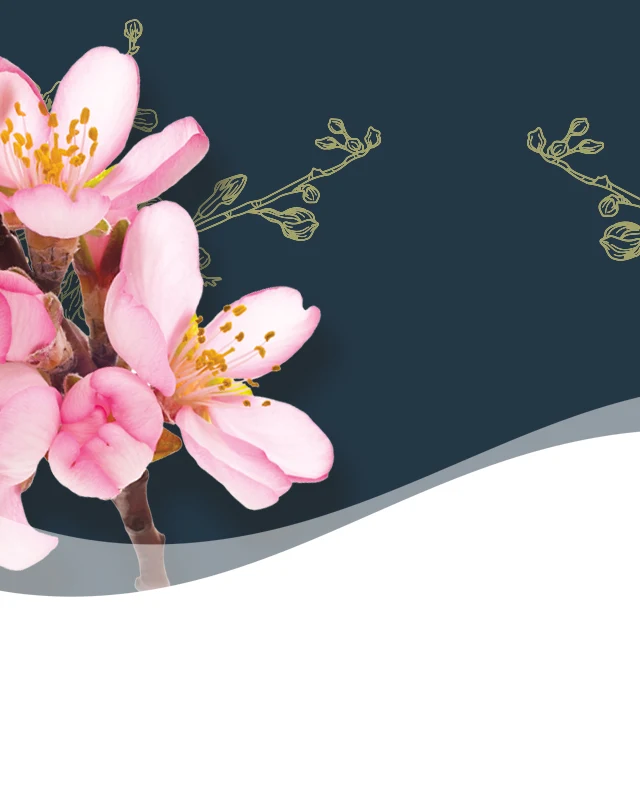 Japanese Cherry Blossom smartphone header Japanese Cherry Blossom smartphone header