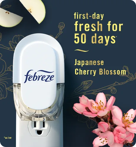Japanese Cherry Blossom plug first-day fresh for 50 days.