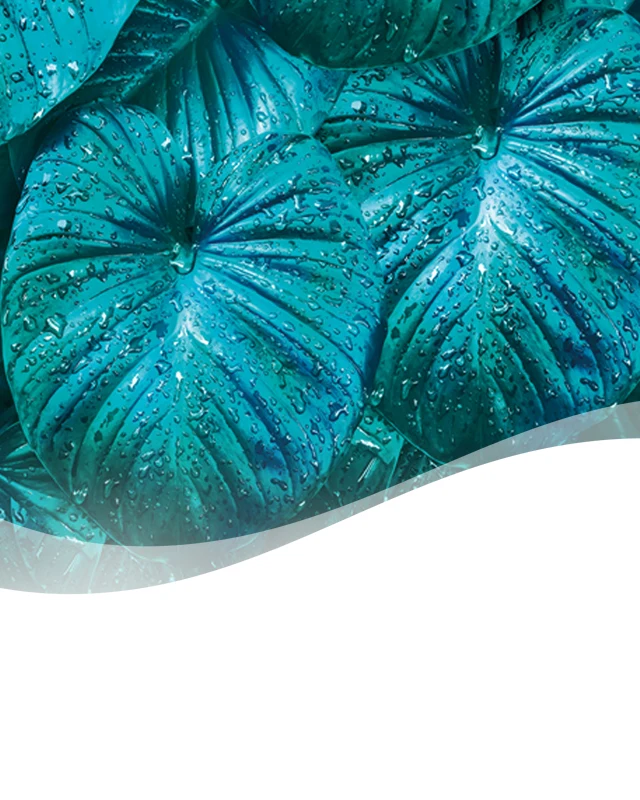 Rainforest Header Background Mobile Rainforest Header Background Mobile