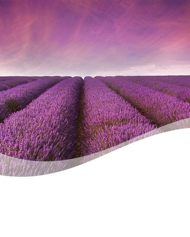 mMediterranean-Lavender